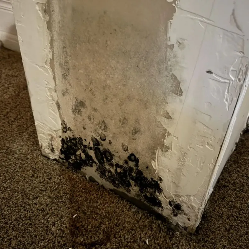 Professional Mold Removal in Carlisle, PA